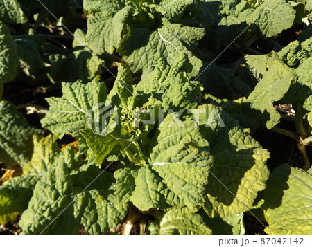 もう直ぐ咲き始める寒咲きナバナの黄緑色の蕾 87042142