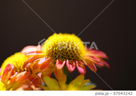 小菊の花 小菊の花 87043242