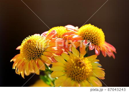 小菊の花 小菊の花 87043243