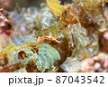 石垣島の珍しいアメフラシ　その⑫ 87043542