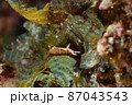 石垣島の珍しいアメフラシ　その⑬ 87043543