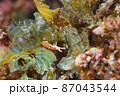 石垣島の珍しいアメフラシ　その⑭ 87043544