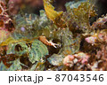 石垣島の珍しいアメフラシ　その⑮ 87043546