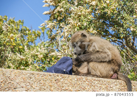 喜望峰のチャクマヒヒ 87043555
