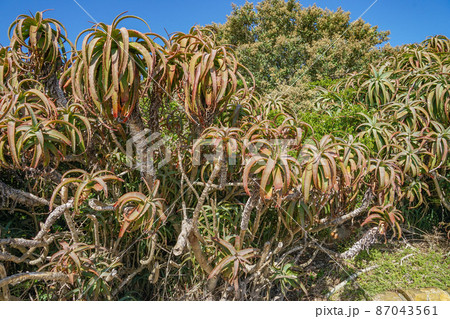 喜望峰の植物 喜望峰の植物 87043561