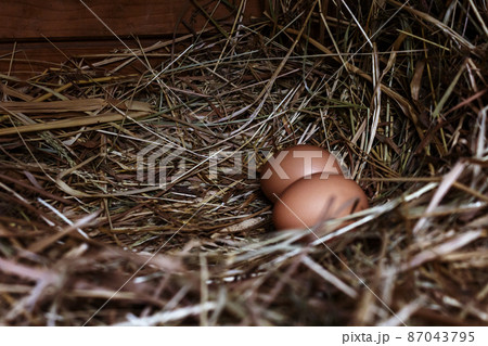 Chicken eggs on hay in wooden coop. Chicken eggs on hay in wooden coop. 87043795