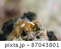 なかよし♪石垣島のボンボリイロウミウシ　ペア　その③ 87043801