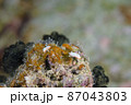 なかよし♪石垣島のボンボリイロウミウシ　ペア　その⑤ 87043803