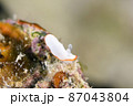 石垣島のボンボリイロウミウシ 87043804