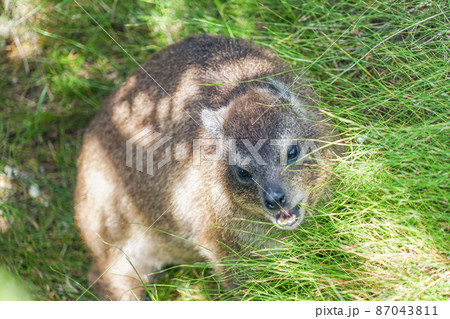 テーブルマウンテンのケープハイラックス 87043811