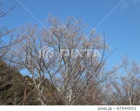 駅から5分の公園　西神中央公園　神戸市　西区　公園　冬 87044051