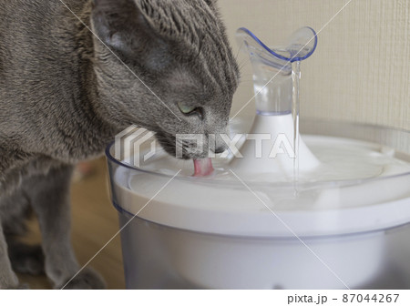 水を飲むロシアンブルー 水を飲むロシアンブルー 87044267