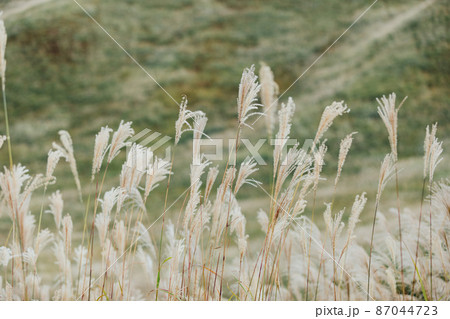 曽爾高原のススキ 87044723