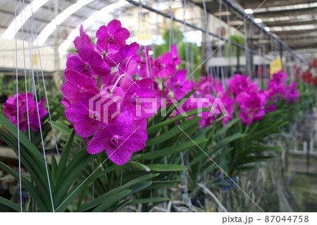 Viioltet orchid flowers. Viioltet orchid flowers. 87044758