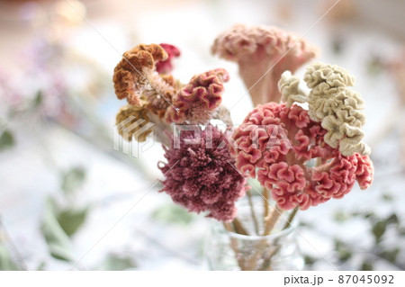 ケイトウ（Celosia argentea）ドライフラワーのインテリアの写真素材