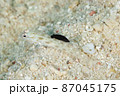 ハゼの背びれに食いつくスミゾメキヌハダウミウシ　その① 87045175