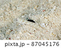 ハゼの背びれに食いつくスミゾメキヌハダウミウシ　その② 87045176