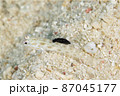 ハゼの背びれに食いつくスミゾメキヌハダウミウシ　その③ 87045177