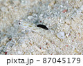 ハゼの背びれに食いつくスミゾメキヌハダウミウシ　その④ 87045179