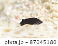 ハゼの背びれに食いつくスミゾメキヌハダウミウシ　その⑤ 87045180