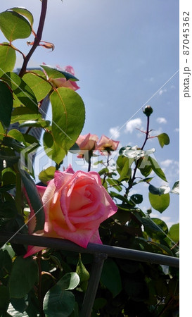 中之島バラ園のピンクの薔薇 中之島バラ園のピンクの薔薇 87045362