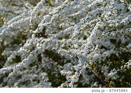 ユキヤナギ（雪柳） 87045883