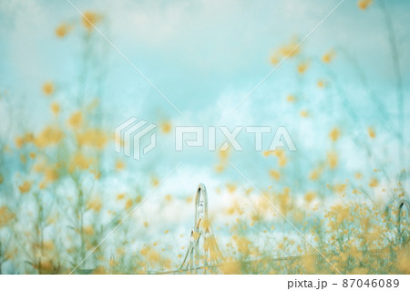 「埼玉県」芝川に咲く菜の花と北宿大橋 87046089