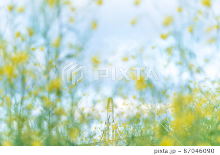 「埼玉県」芝川に咲く菜の花と北宿大橋 87046090