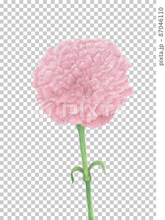 一片康乃馨 87046110
