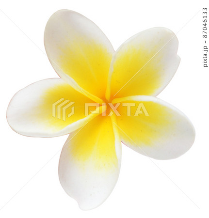 frangipani frangipani 87046133