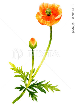 ナガミヒナゲシの挿し絵　手描きの春の植物の水彩イラスト 87046180