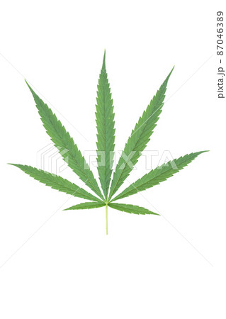 Cannabis leaf isolated on white with clipping path included 87046389