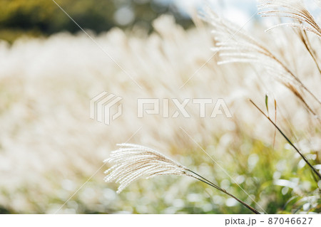 曽爾高原のススキ 87046627