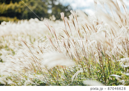 曽爾高原のススキ 87046628
