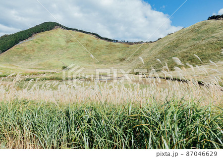 曽爾高原のススキ 87046629