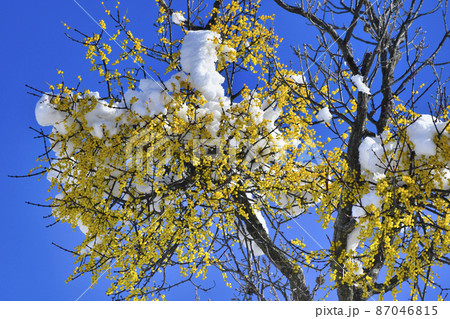 黄色い実を付けたヤドリギと青い冬の空の写真素材 [87046815] - PIXTA