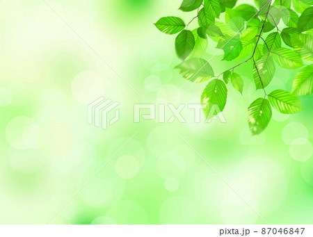初夏の美しい新緑とぼやけた緑のバックグラウンドのイラスト素材 87046847