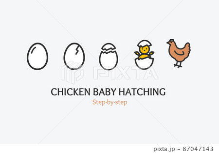 Chicken Baby Hatching Concept with Thin Line Icons. Vector 87047143