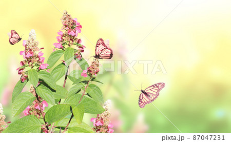 Sunny spring background with pink flowers and three Monarch butterfly. Horizontal summer banner with flowers and butterflies Sunny spring background with pink flowers and three Monarch butterfly. Horizontal summer banner with flowers and butterflies 87047231