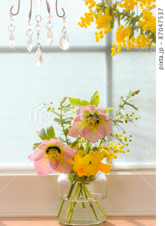 部屋に飾ったクリスマスローズとミモザとスイセンのインテリア、春の花の室内インテリア 87047537