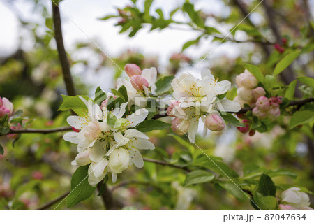 branch of apple tree with pink flowers on a background of flowering trees spring time branch of apple tree with pink flowers on a background of flowering trees spring time 87047634