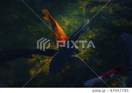 善福寺公園の錦鯉 87047785