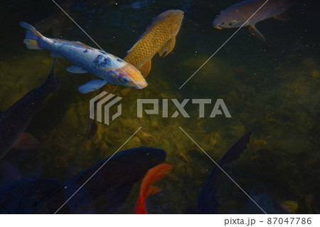 善福寺公園の錦鯉 87047786