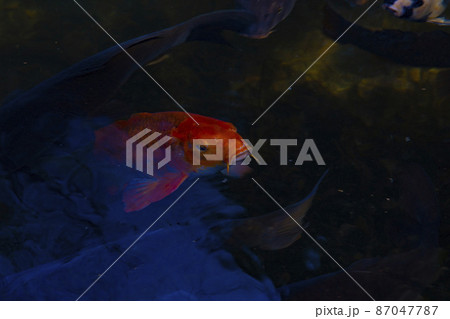 善福寺公園の錦鯉 87047787