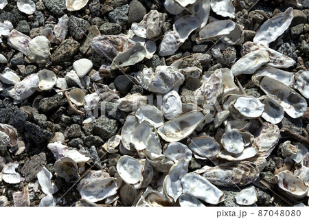 牡蠣の殻 牡蠣の殻 87048080