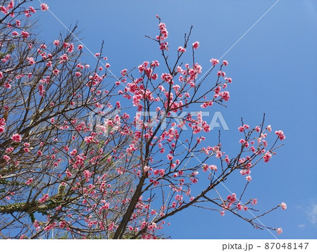 沖縄　奥武山公園の緋寒桜8 87048147
