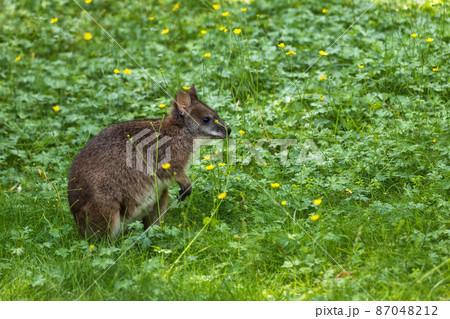Parma Wallaby In Meadow 87048212