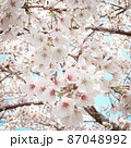 春爛漫　満開の桜　 87048992