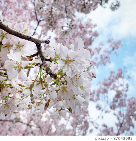 春爛漫 満開の桜 春爛漫 満開の桜 87048995