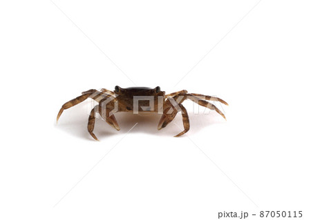 Little crab Little crab 87050115